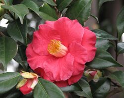 Camellia japonica 'The Czar'.jpg