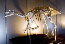 Camptosaurus dispar skeleton.jpg