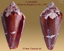Conus aurantius 1.jpg