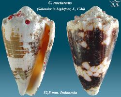 Conus nocturnus 2.jpg