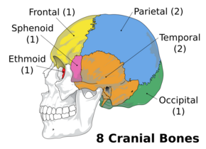 Cranial bones en v2.svg