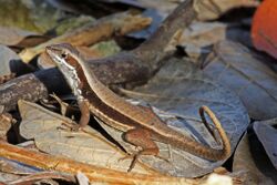 Cuban Side-blotched Curlytail (Leiocephalus macropus) (8591588267).jpg