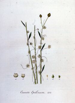 Cuscuta epilinum — Flora Batava — Volume v8.jpg