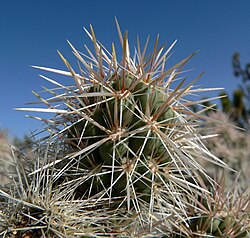 Cylindropuntia echinocarpa 9.jpg