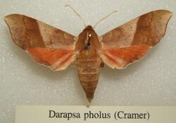 Darapsa pholus sjh.jpg