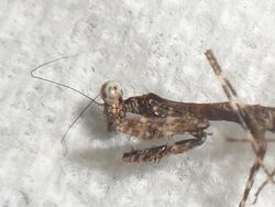 Dead Deroplatys lobata L1 nymph 42535.JPG