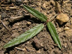 Desmodium varians leaf5 (10753276546).jpg