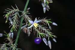 Dianella tasmanica 01 Pengo.jpg