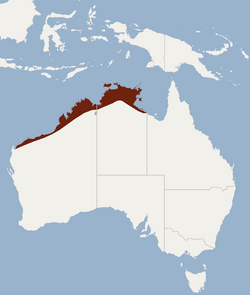 Distribution of Nyctophilus arnhemensis.png