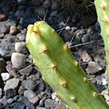 Echinocereus pentalophus leonensis 01.jpg