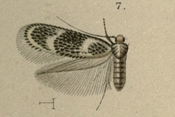 Ectoedemia jubae.png