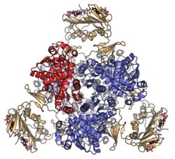 Escherichia coli Aspartate carbamoyltransferase complex PDB 4YFF.png