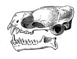 Eumops nanus skull.jpg