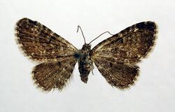 Eupithecia pygmaeata.jpg