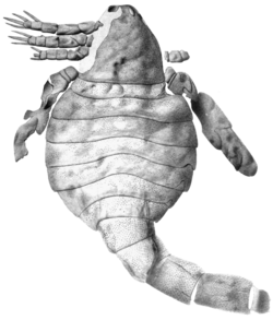 Eusarcana scorpionis fossil.png