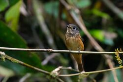 Ferruginous Flycatcher.jpg