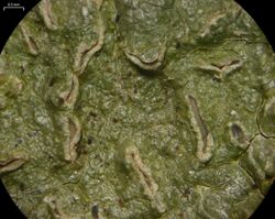 Fissurina insidiosa - Flickr - pellaea.jpg