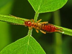 Forficulinae Female Italy.jpg