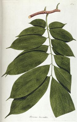 Fragmenta botanica, figuris coloratis illustrata (T. 21) BHL287650.jpg