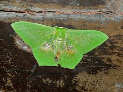 Geometrid Moth (Aporandria specularia) (7851231792).jpg