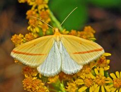 Geometridae - Rhodometra sacraria-001.JPG