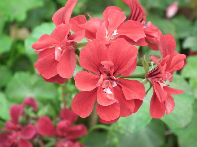 File:Geranium Doubles from Lalbagh Flower Show August 2012 4673.JPG