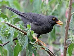 Glossy-black Thrush RWD3.jpg