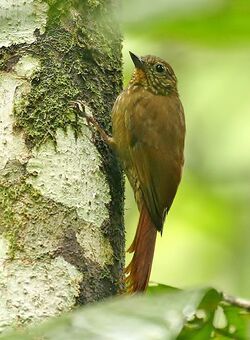 Glyphorynchus spirurus -NW Ecuador-8.jpg