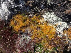 Golden Hair-lichen on Chapel Down, St Martins, Isles of Scilly (2).jpg
