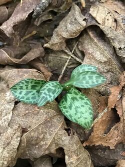 Goodyera tesselata 93897846.jpg