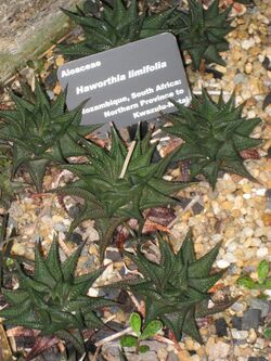 Haworthia limifolia - Atlanta Botanical Garden.JPG