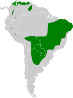 Hemitriccus margaritaceiventer map.svg