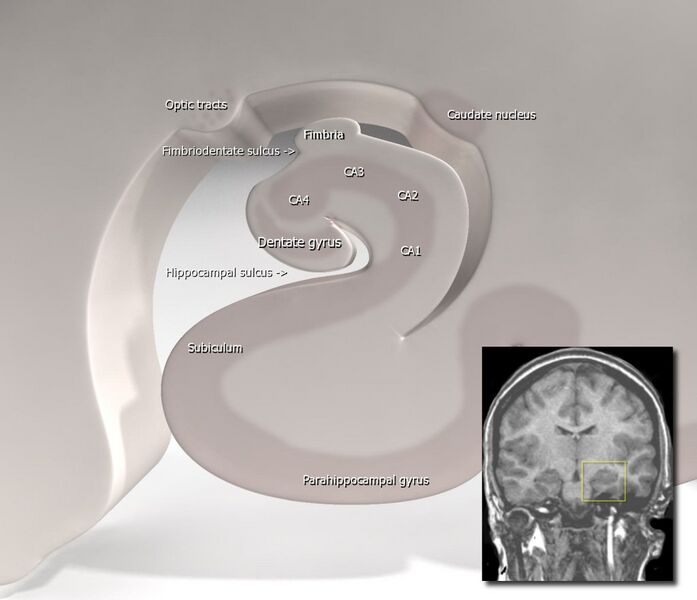 File:Hippocampus (brain).jpg