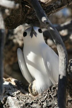 Incubating white tern.jpg