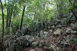 Intact kartic forest in Samana 136757131 10165281253250131 8673179491435373054 o.jpg