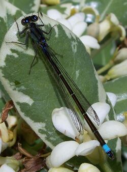 Ischnura cervula-Female-1.jpg