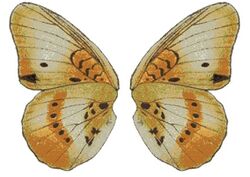 Junonia westermanni u.JPG