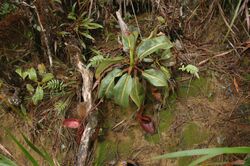 Kinabalu N. × kinabaluensis 9.jpg