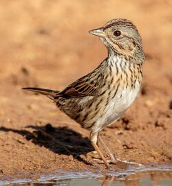 Lincoln Sparrow (34945695136) (cropped).jpg