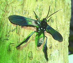 Macrocneme chrysitis ^ Southern Cyan Tiger Moth - Flickr - gailhampshire.jpg