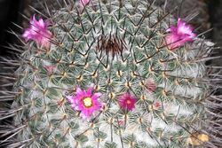 Mammillaria haageana pm 2.JPG