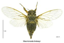 Maoricicada lindsayi female.jpg