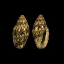 Marginella chalmersi 001.jpg