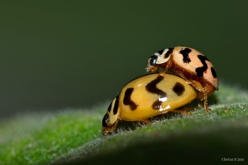 File:Mating ladybugs.jpg