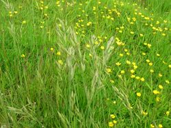 Meadow Brome in sward.JPG