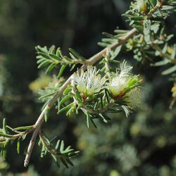 Melaleuca cuticularis-IMG 0332.jpg