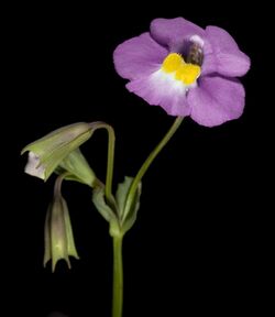 Mimulus gracilis - Flickr - Kevin Thiele.jpg