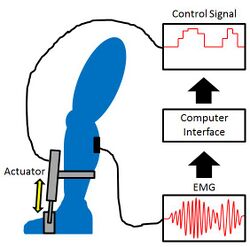 Myoelectric Control of Ankle Exoskeleton.JPG