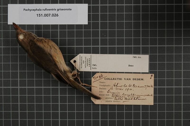 File:Naturalis Biodiversity Center - RMNH.AVES.14884 1 - Pachycephala rufiventris griseonota Gray, 1862 - Pachycephalidae - bird skin specimen.jpeg