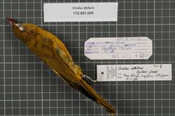 Naturalis Biodiversity Center - RMNH.AVES.80981 1 - Oriolus albiloris Ogilvie-Grant, 1894 - Oriolidae - bird skin specimen.jpeg